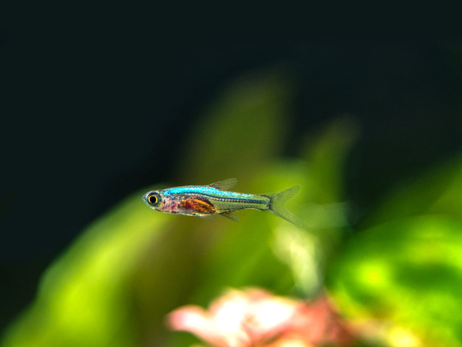 Blue Axelrodi Rasbora (Sundadanio axelrodi) - Aquatic Arts