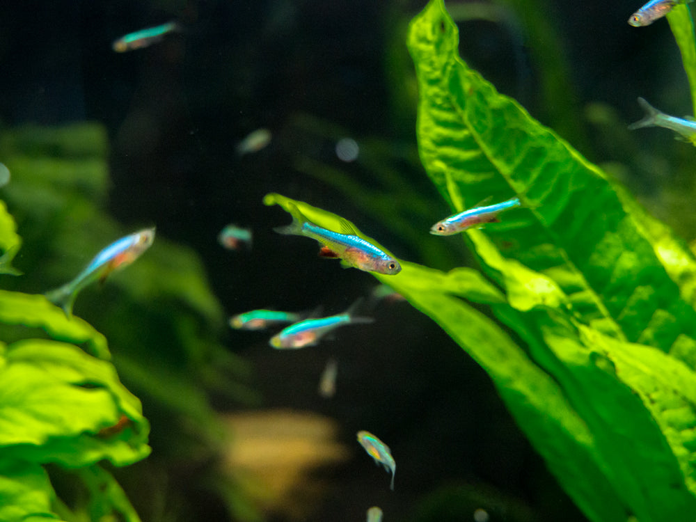 Blue Axelrodi Rasbora (Sundadanio axelrodi "Blue")