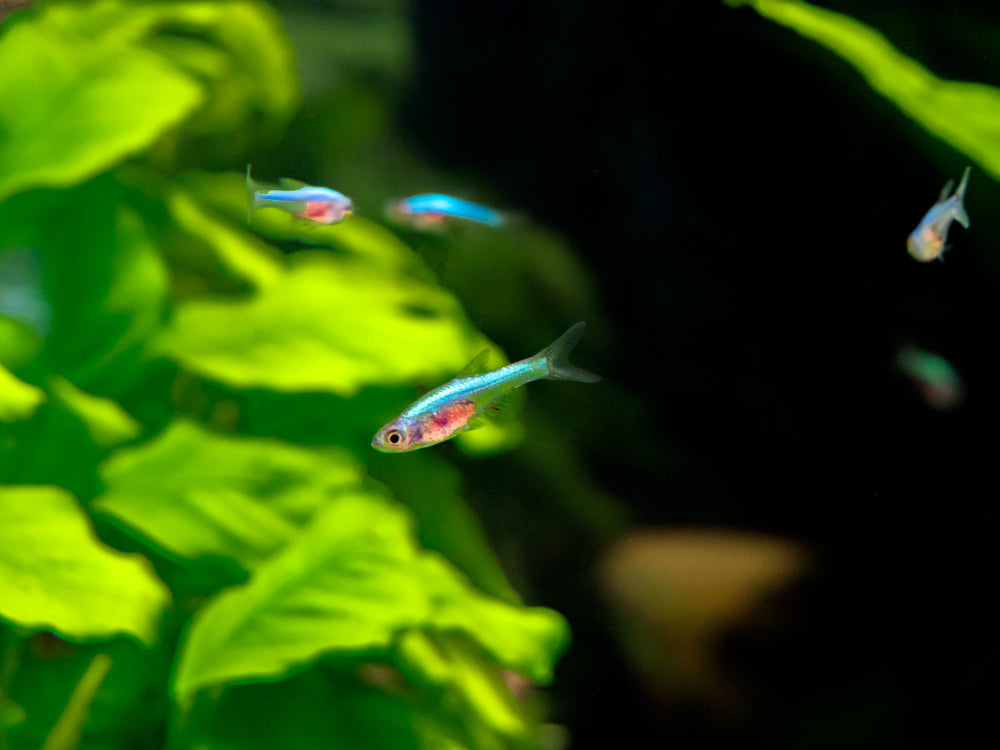 Blue Axelrodi Rasbora (Sundadanio axelrodi "Blue")