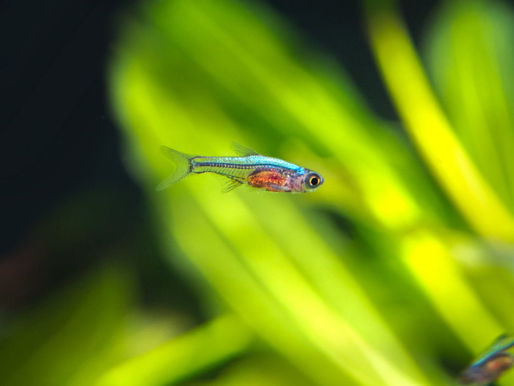 Blue Axelrodi Rasbora (Sundadanio axelrodi "Blue")