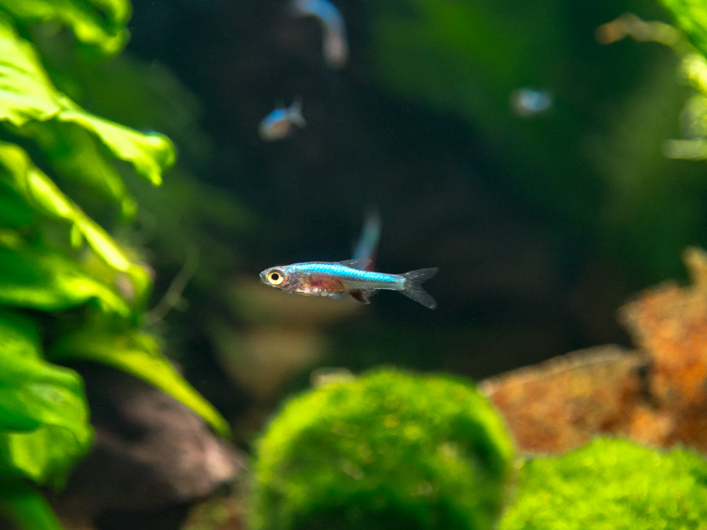 Blue Axelrodi Rasbora (Sundadanio axelrodi "Blue")
