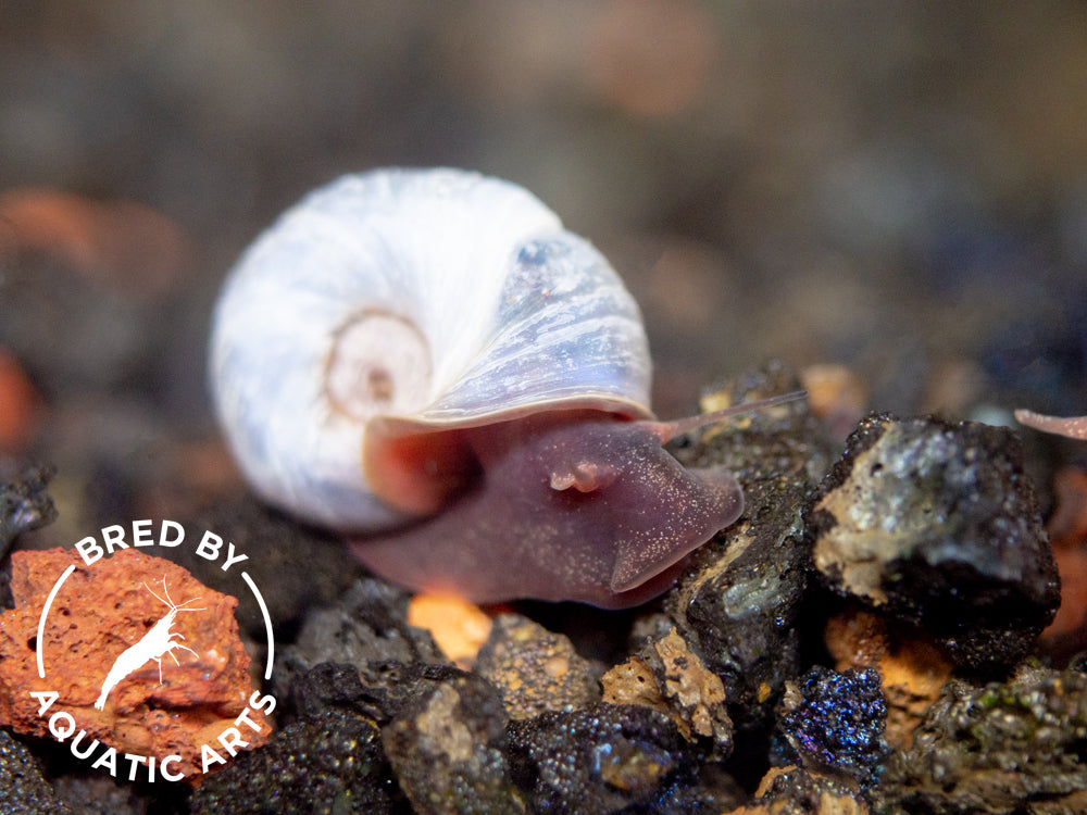 Blue/Silver Ramshorn Snails (1/4" to 1")