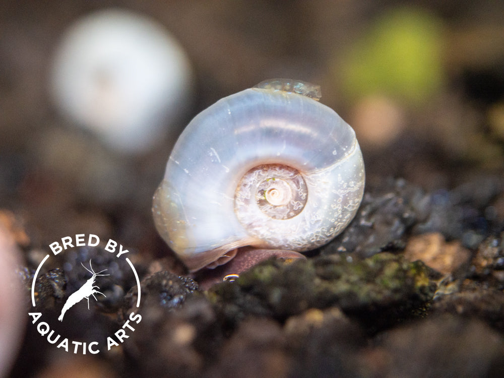 Blue/Silver Ramshorn Snails (1/4" to 1")