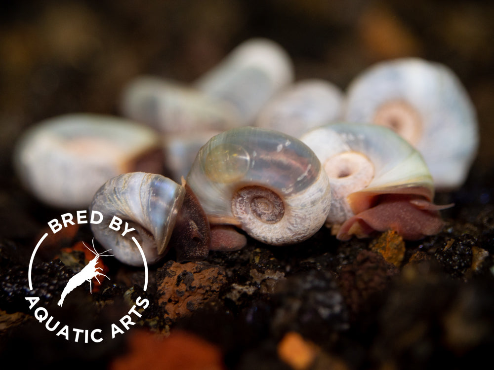 Blue/Silver Ramshorn Snails (1/4" to 1")