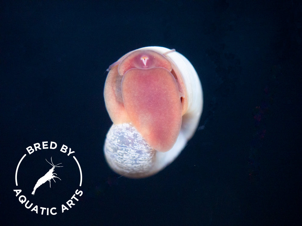 Blue/Silver Ramshorn Snails (1/4" to 1")