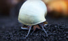 Multi-Color Mystery Snail COMBO PACK (Pomacea bridgesii) - Tank-Bred!