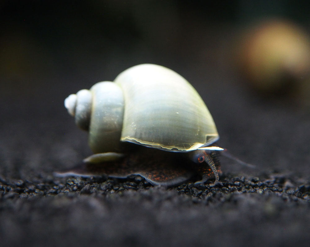 DELUXE Multi-Color Mystery Snail COMBO PACK (Pomacea bridgesii) - Tank-Bred!