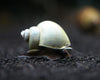 DELUXE Multi-Color Mystery Snail COMBO PACK (Pomacea bridgesii) - Tank-Bred!
