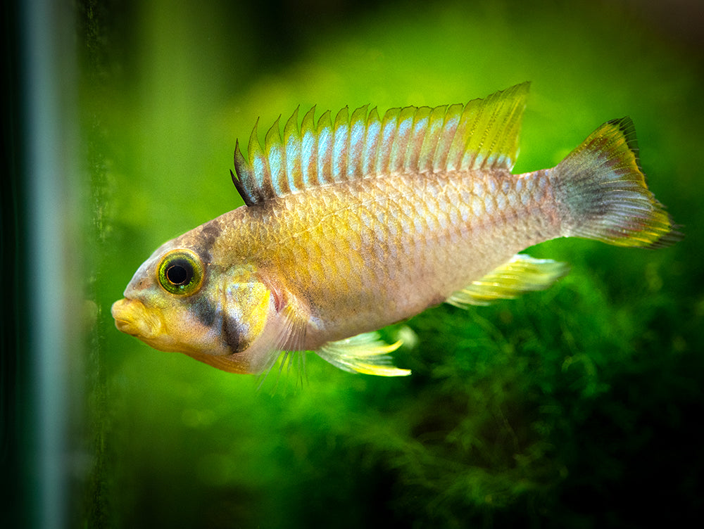 Blue Panda Dwarf Cichlid (Apistogramma panduro/pandurini) - TANK-BRED!!!