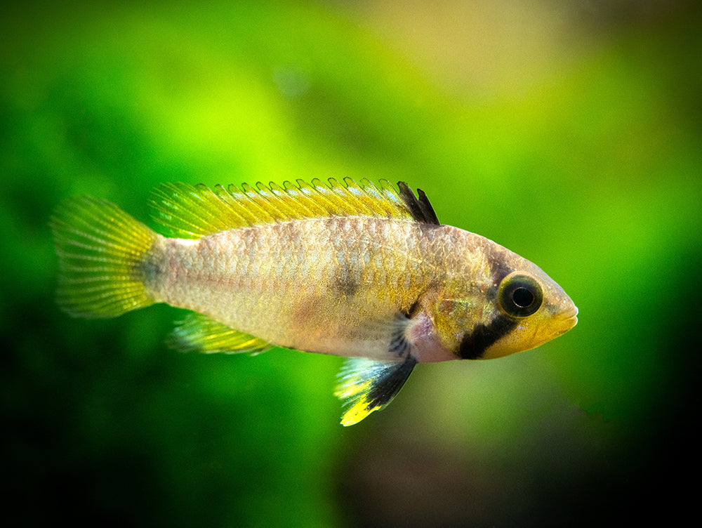 Blue Panda Dwarf Cichlid (Apistogramma panduro/pandurini) - TANK-BRED!!!