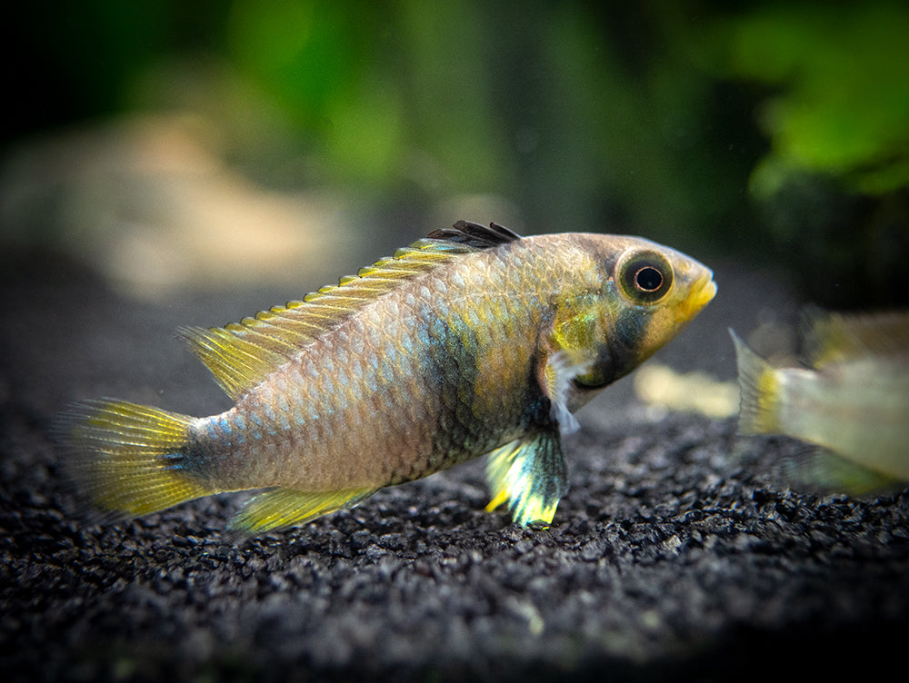 Blue Panda Dwarf Cichlid (Apistogramma panduro/pandurini) - TANK-BRED!!!