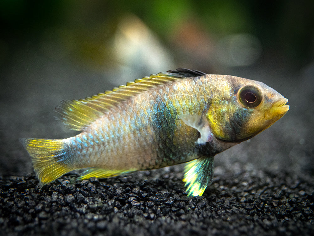 Blue Panda Dwarf Cichlid (Apistogramma panduro/pandurini) - TANK-BRED!!!