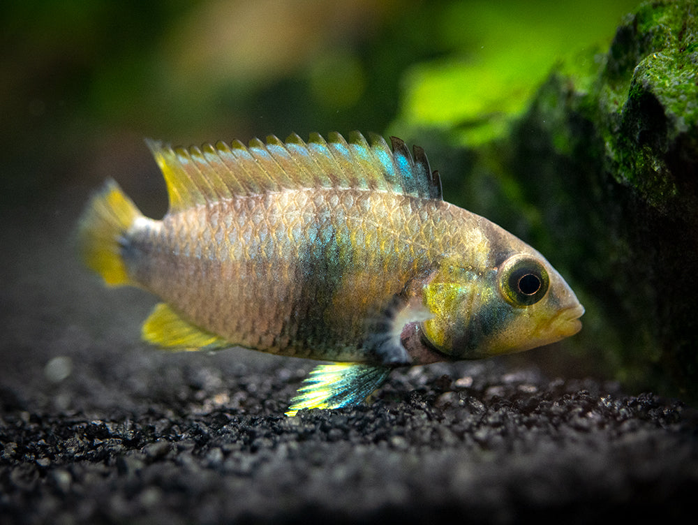 Blue Panda Dwarf Cichlid (Apistogramma panduro/pandurini) - TANK-BRED!!!
