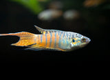 Blue Paradise Fish (Macropodus opercularis) - Tank-Bred!