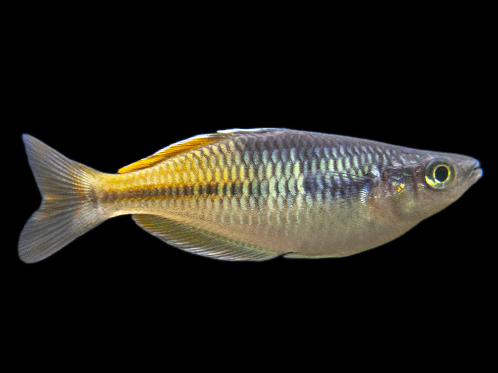 Boeseman's AKA Boesemani Rainbowfish (Melanotaenia boesemani), Tank-bred