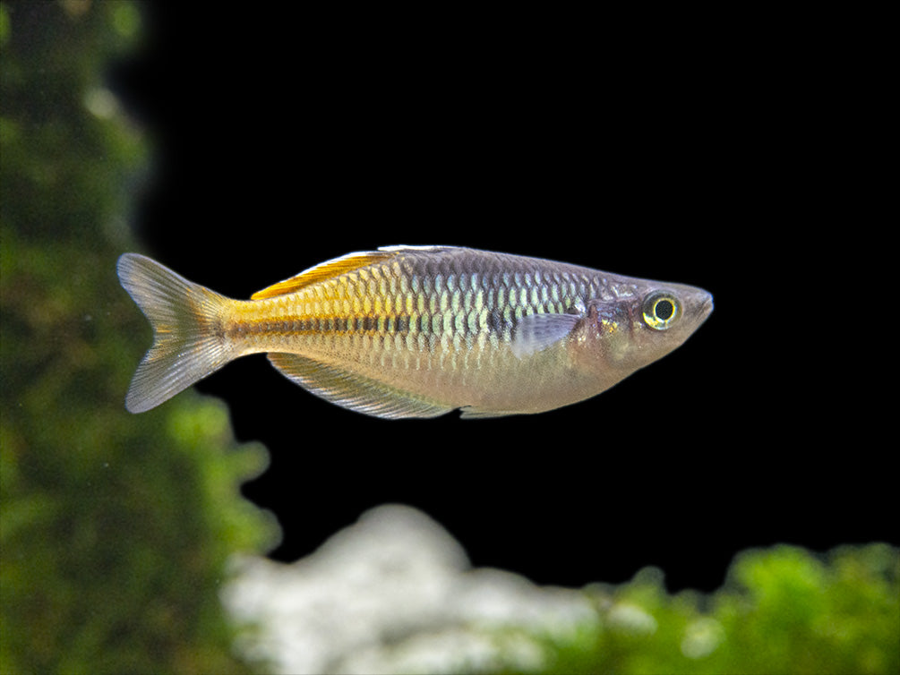 Boeseman's AKA Boesemani Rainbowfish (Melanotaenia boesemani), Tank-bred