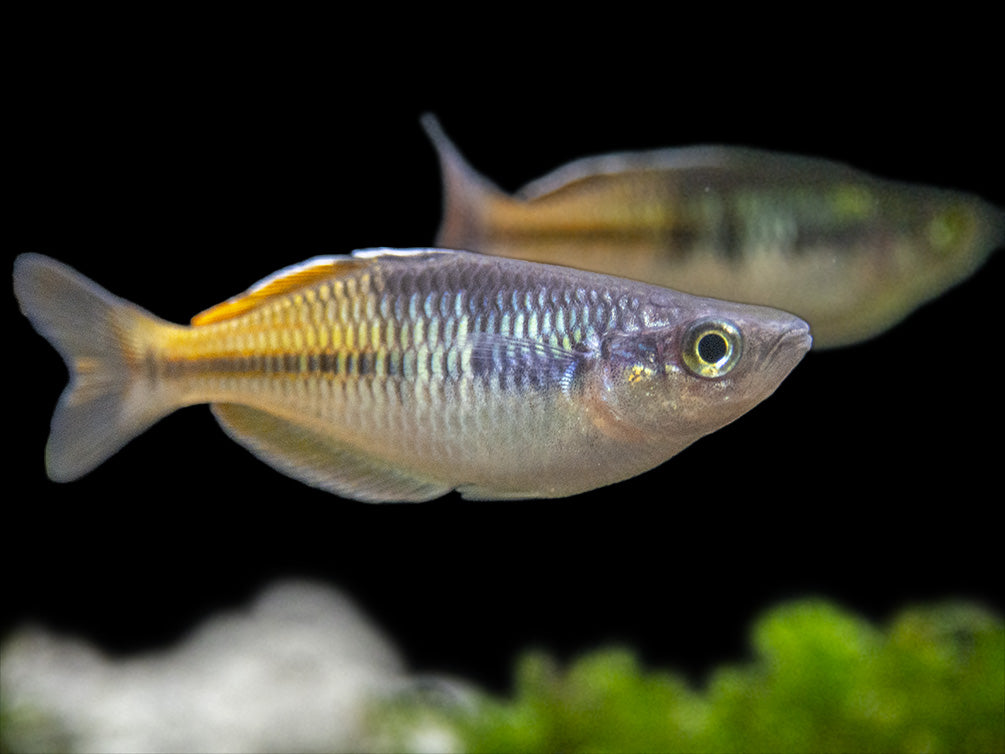 Boeseman's AKA Boesemani Rainbowfish (Melanotaenia boesemani), Tank-bred