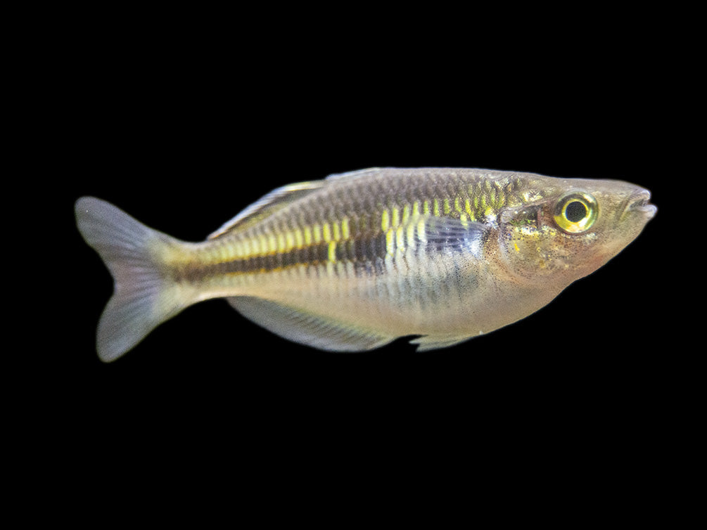 Boeseman's AKA Boesemani Rainbowfish (Melanotaenia boesemani), Tank-bred