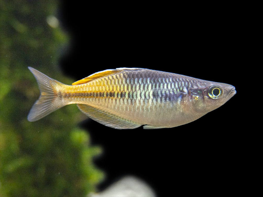 Boeseman's AKA Boesemani Rainbowfish (Melanotaenia boesemani), Tank-bred