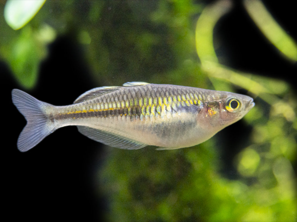 Boeseman's AKA Boesemani Rainbowfish (Melanotaenia boesemani), Tank-bred