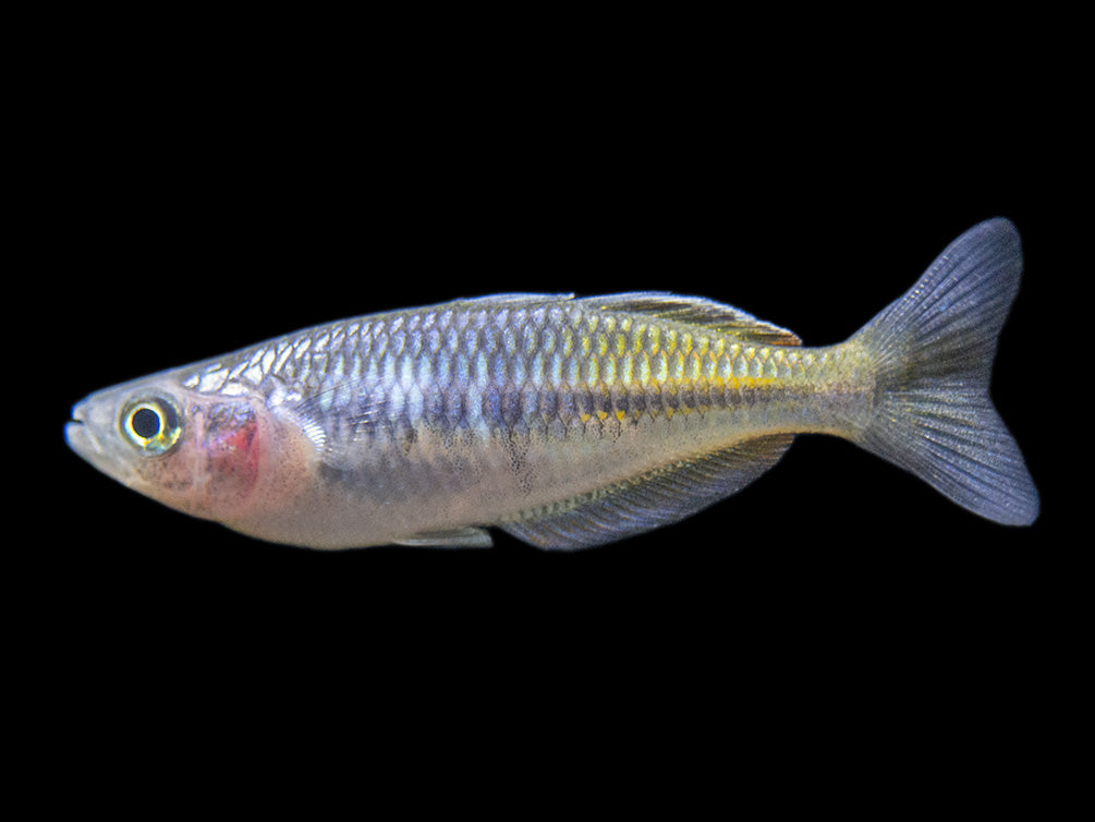 Boeseman's AKA Boesemani Rainbowfish (Melanotaenia boesemani), Tank-bred