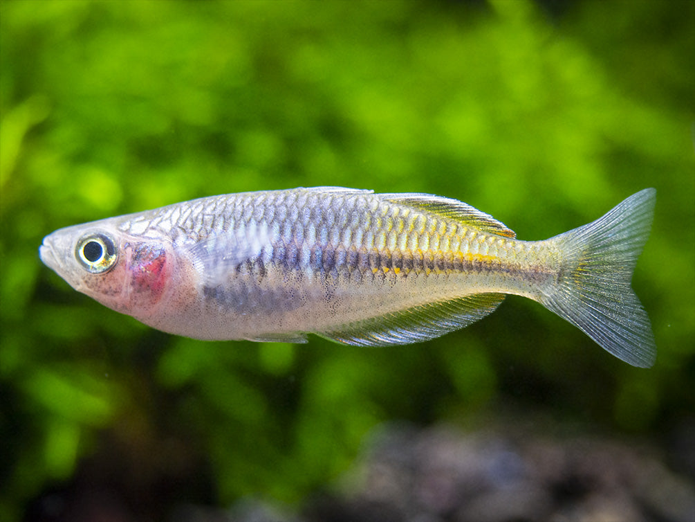 Boeseman's AKA Boesemani Rainbowfish (Melanotaenia boesemani), Tank-bred