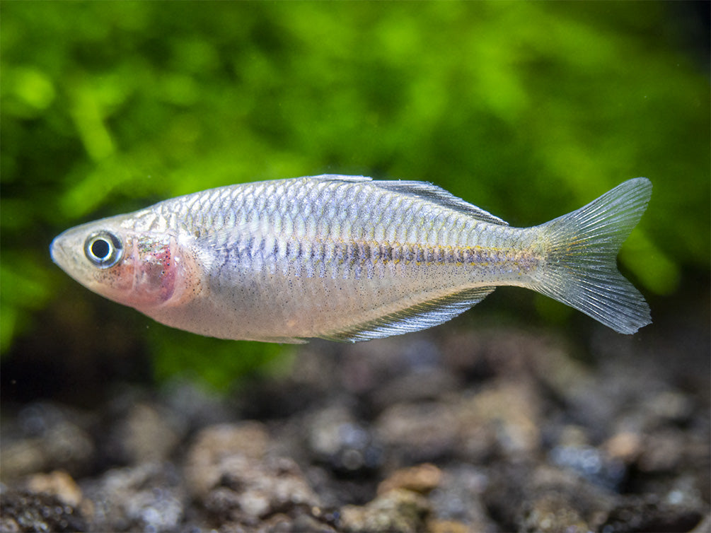 Boeseman's AKA Boesemani Rainbowfish (Melanotaenia boesemani), Tank-bred