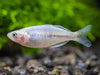 Boeseman's AKA Boesemani Rainbowfish (Melanotaenia boesemani), Tank-bred