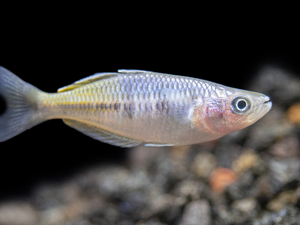 Boeseman's AKA Boesemani Rainbowfish (Melanotaenia boesemani), Tank-bred