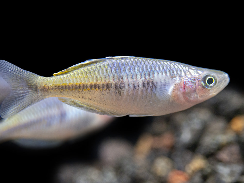 Boeseman's AKA Boesemani Rainbowfish (Melanotaenia boesemani), Tank-bred