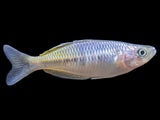 Boeseman's AKA Boesemani Rainbowfish (Melanotaenia boesemani), Tank-bred