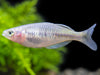 Boeseman's AKA Boesemani Rainbowfish (Melanotaenia boesemani), Tank-bred