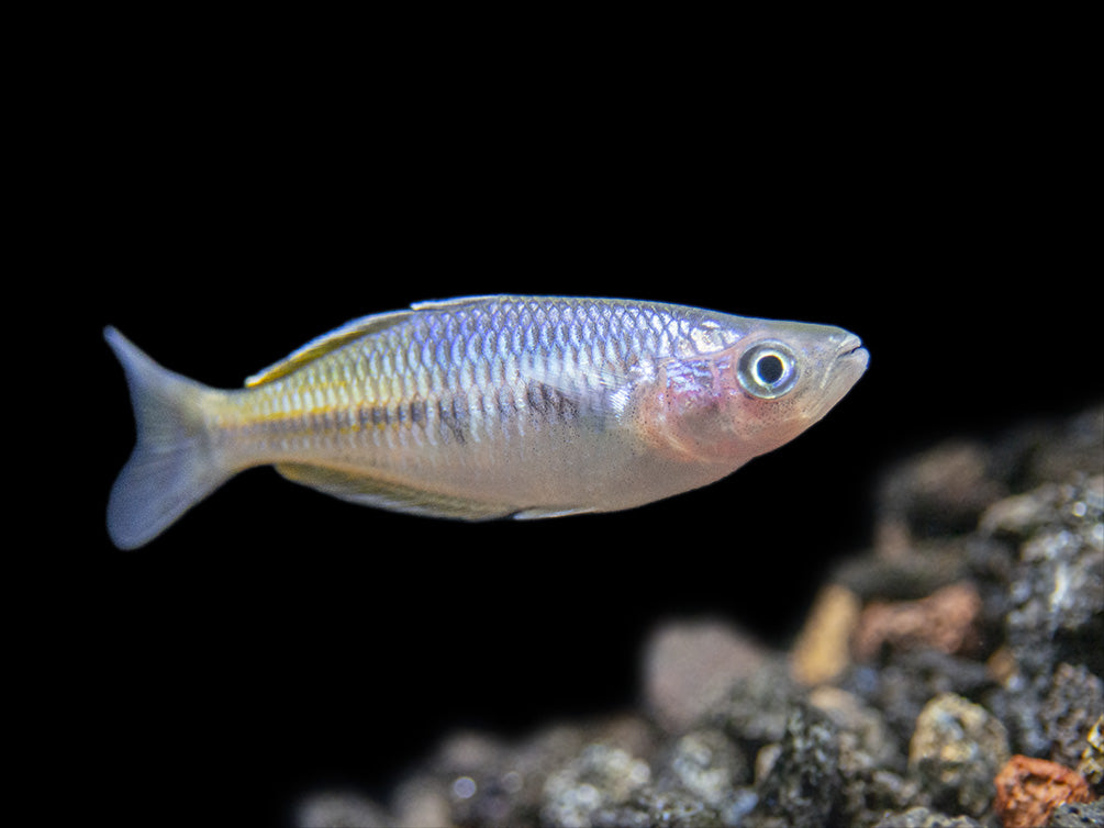 Boeseman's AKA Boesemani Rainbowfish (Melanotaenia boesemani), Tank-bred