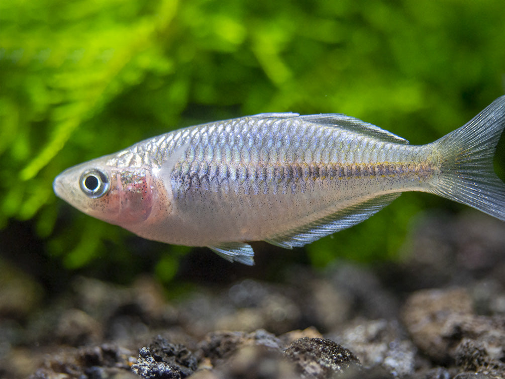 Boeseman's AKA Boesemani Rainbowfish (Melanotaenia boesemani), Tank-bred