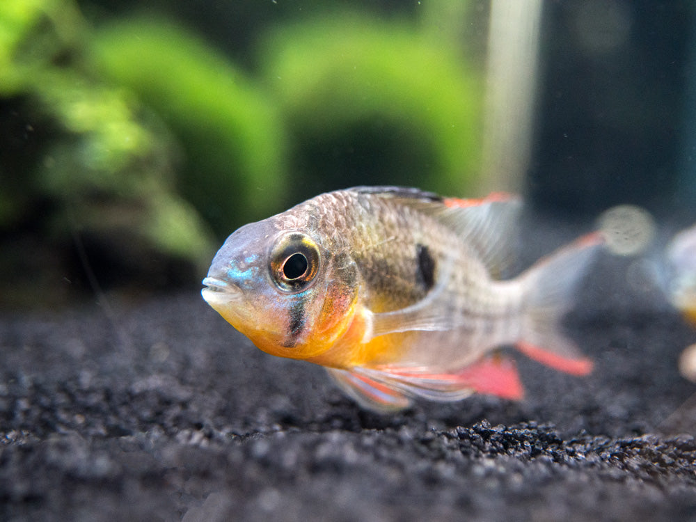 Bolivian Ram Dwarf Cichlid (Mikrogeophagus altispinosus), Tank-Bred