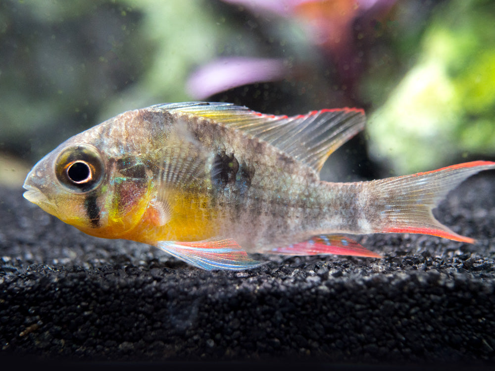 Bolivian Ram Dwarf Cichlid (Mikrogeophagus altispinosus), Tank-Bred