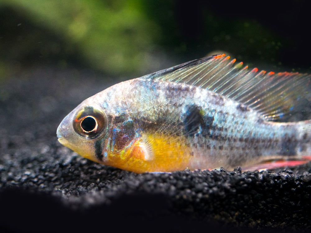 Bolivian Ram Dwarf Cichlid (Mikrogeophagus altispinosus), Tank-Bred