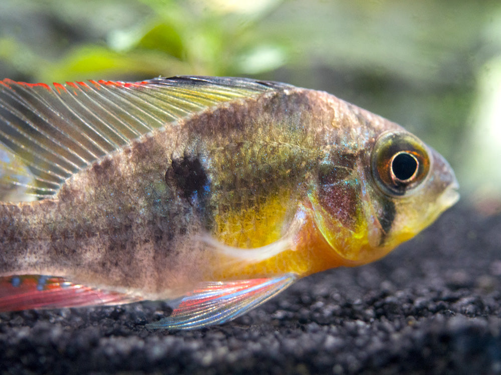 Bolivian Ram Dwarf Cichlid (Mikrogeophagus altispinosus), Tank-Bred