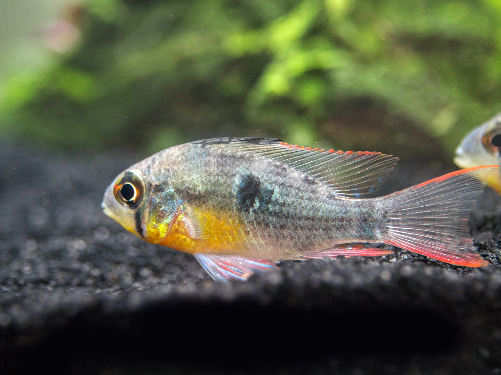 Bolivian Ram Dwarf Cichlid (Mikrogeophagus altispinosus), Tank-Bred