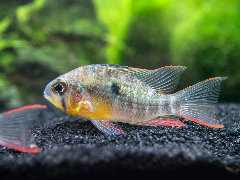 Bolivian Ram Dwarf Cichlid (Mikrogeophagus altispinosus), Tank-Bred