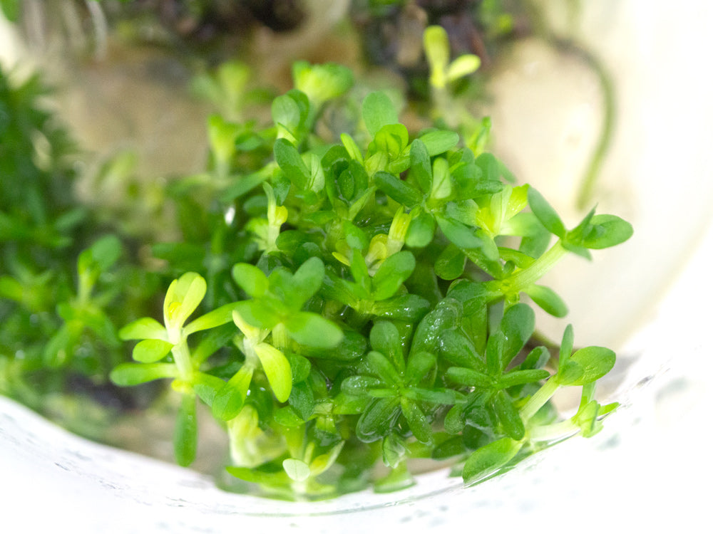 Bonsai Rotala AKA Ammannia Bonsai AKA True Rotala indica (Rotala sp. "Bonsai") Tissue Culture