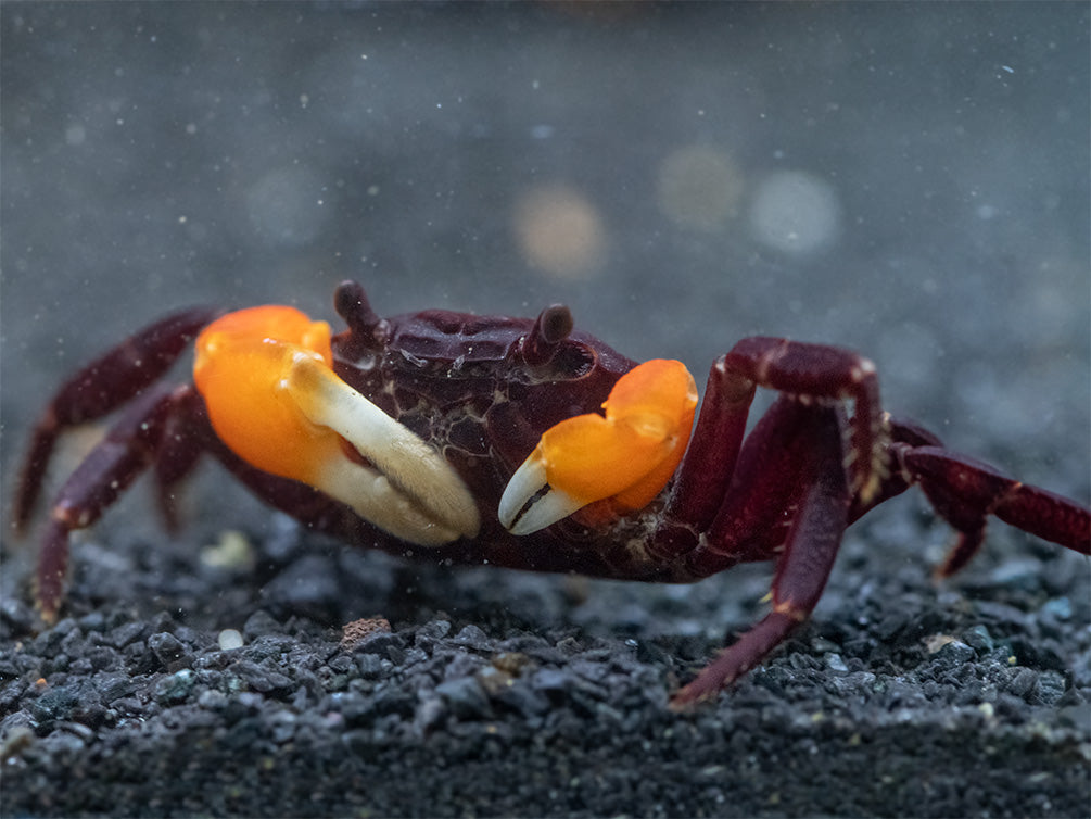 Orange Arm Borneo Crab (Lepidothelphusa sp.)