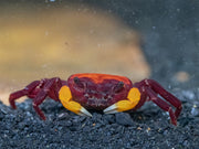 Orange Arm Borneo Crab (Lepidothelphusa sp.)
