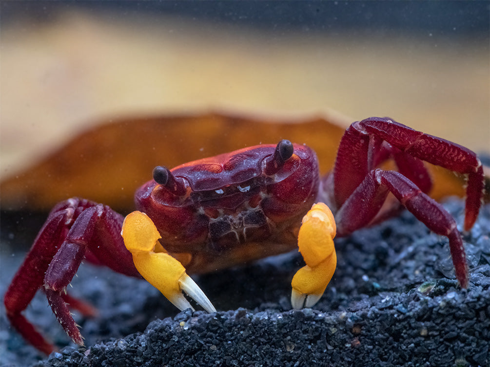 Orange Arm Borneo Crab (Lepidothelphusa sp.)