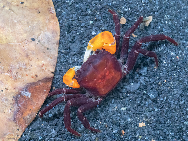 Orange Arm Borneo Crab (Lepidothelphusa sp.)