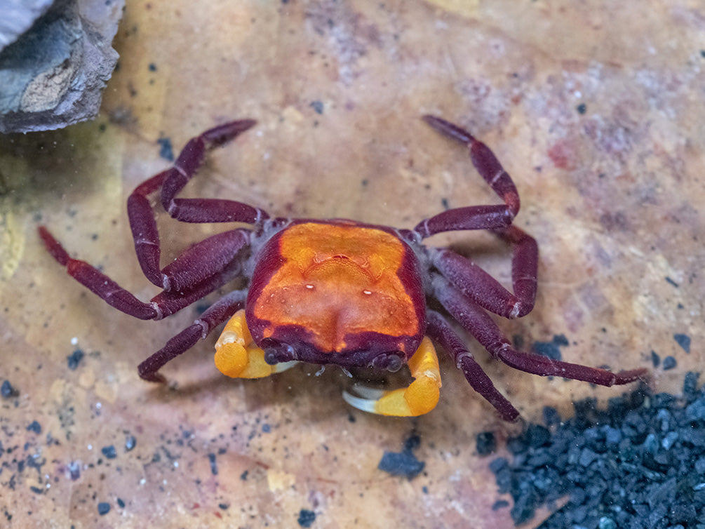 Orange Arm Borneo Crab (Lepidothelphusa sp.)