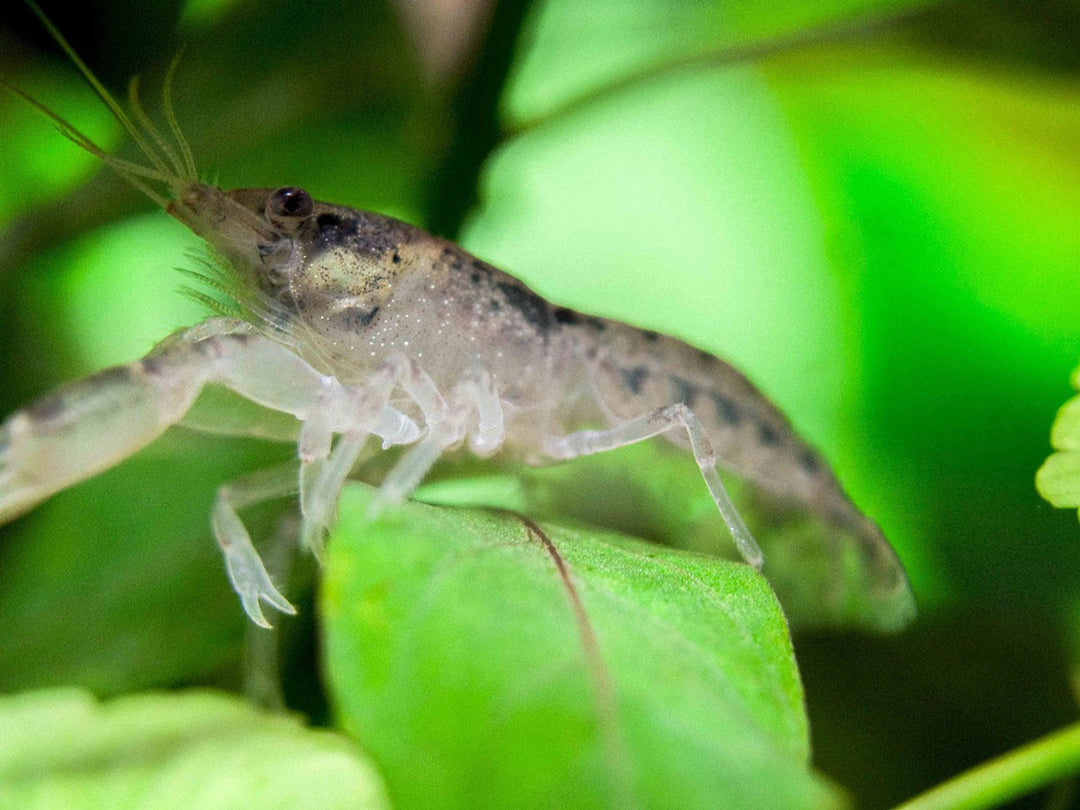 Brazos Dwarf Crayfish/Mini Lobster (Cambarellus texanus), Tank-Bred!