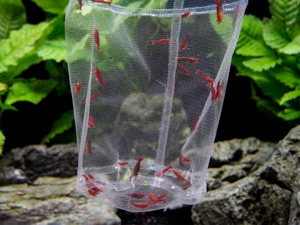 breeder net for egglaying fish Lee's The Net Breeder features our new frame style with removable 2 Pcs Aquarium Hatchery Net