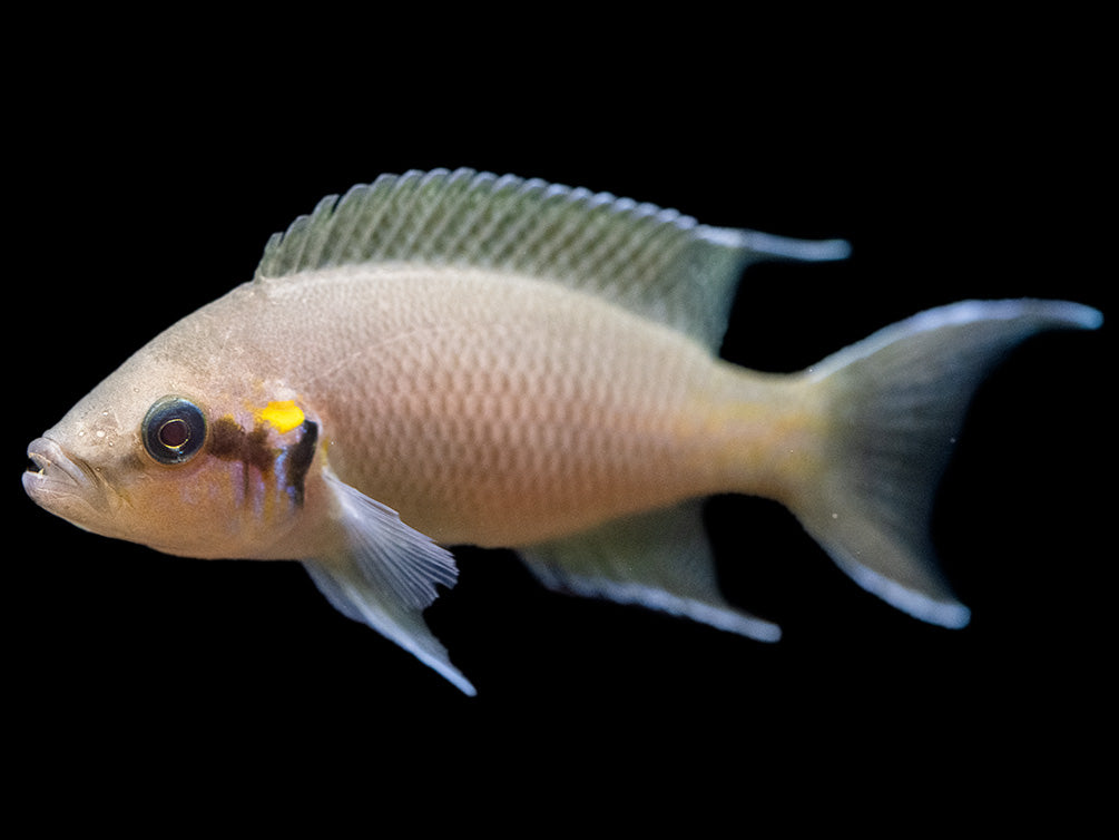 Brichard's Lyretail Fairy Cichlid (Neolamprologus brichardi), Tank-Bred!
