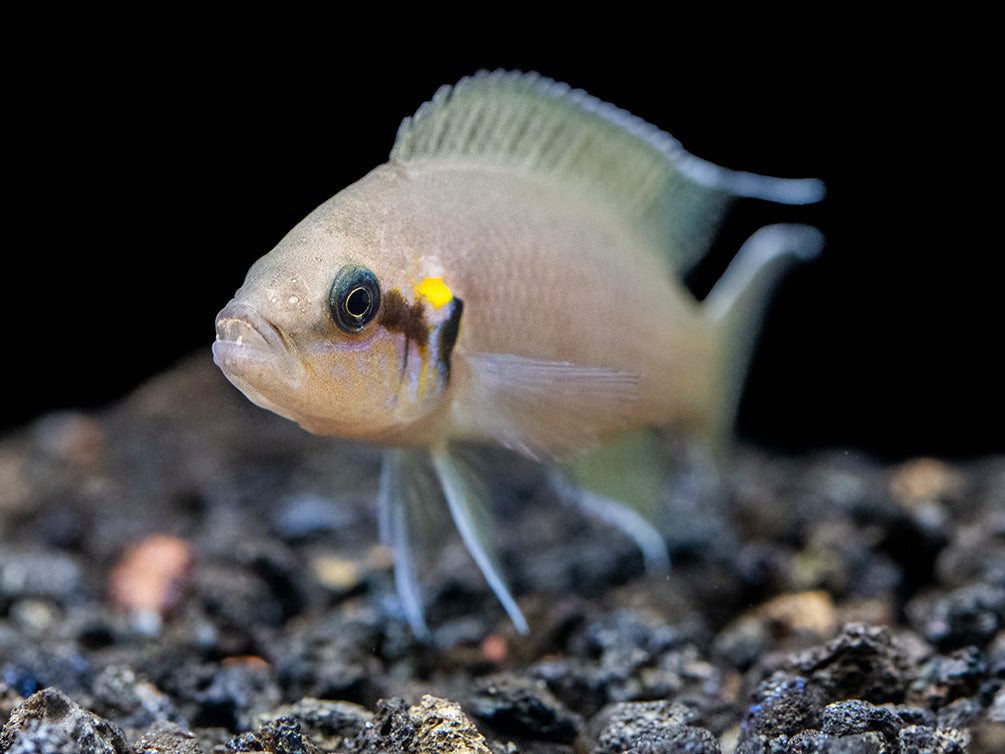 Brichard's Lyretail Fairy Cichlid (Neolamprologus brichardi), Tank-Bred!